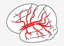 脳動脈